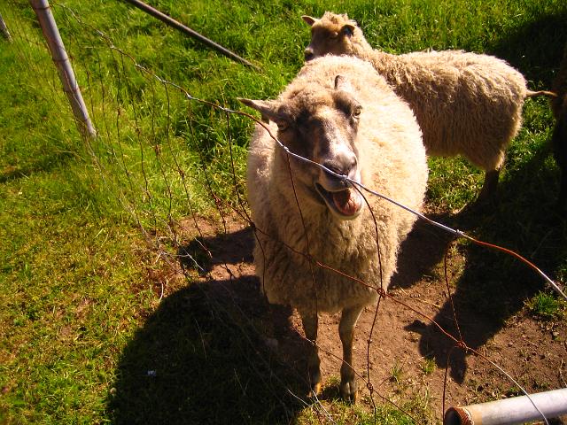 IMG_2223.JPG - Määäää, eli lampaita oli ihan mökin vieressä