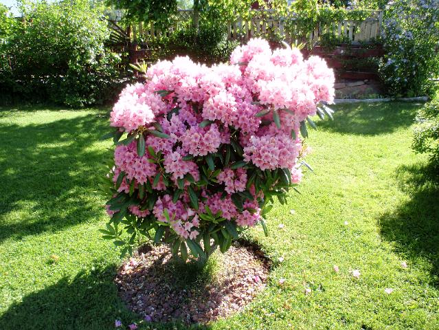 P6200155.JPG - Kesä kauneimmillaan