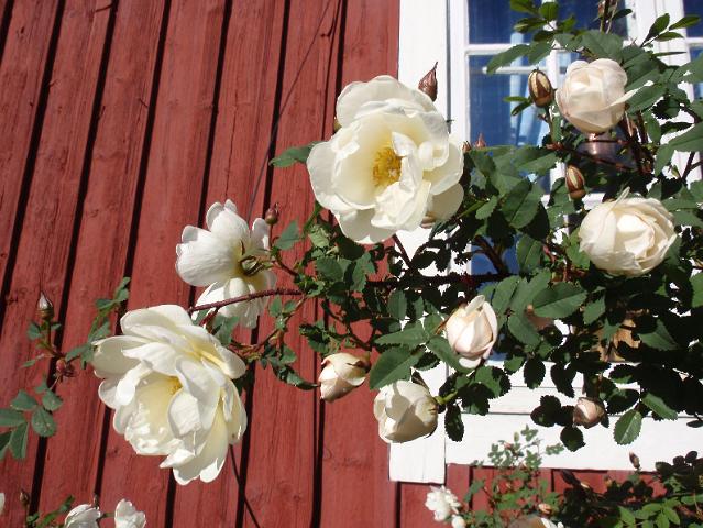 P6210184.JPG - Sama kukka