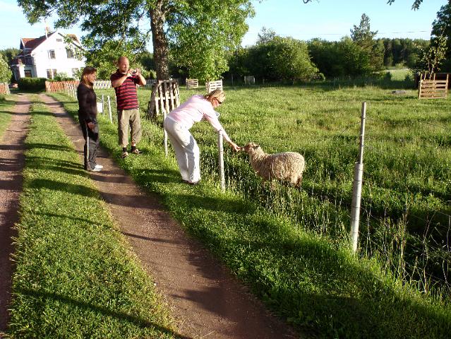 P6210190.JPG - Lampaita syöttämässä