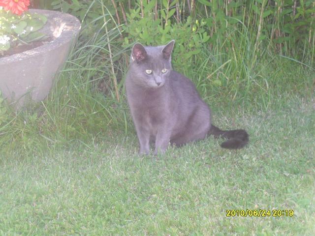 SDC11095.JPG - Talon kisuli