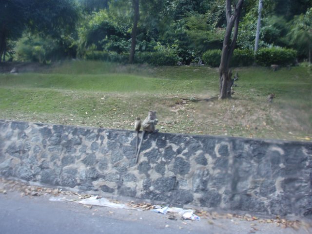PB200153.JPG - Apina