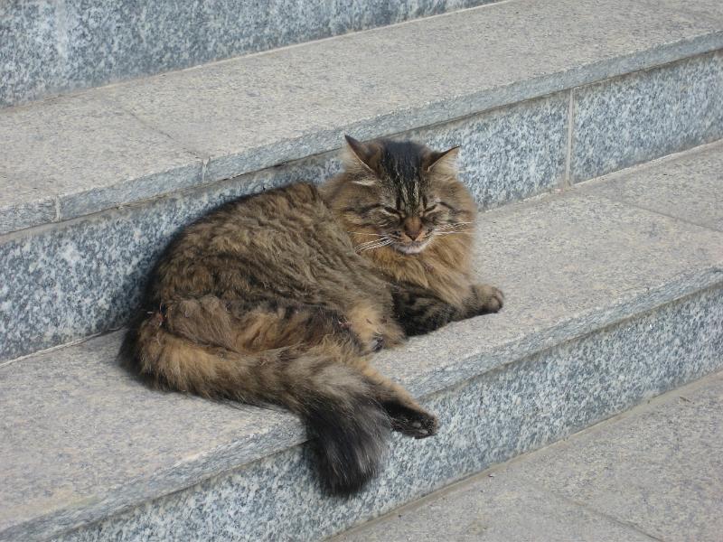 IMG_4758.JPG - Fat cat